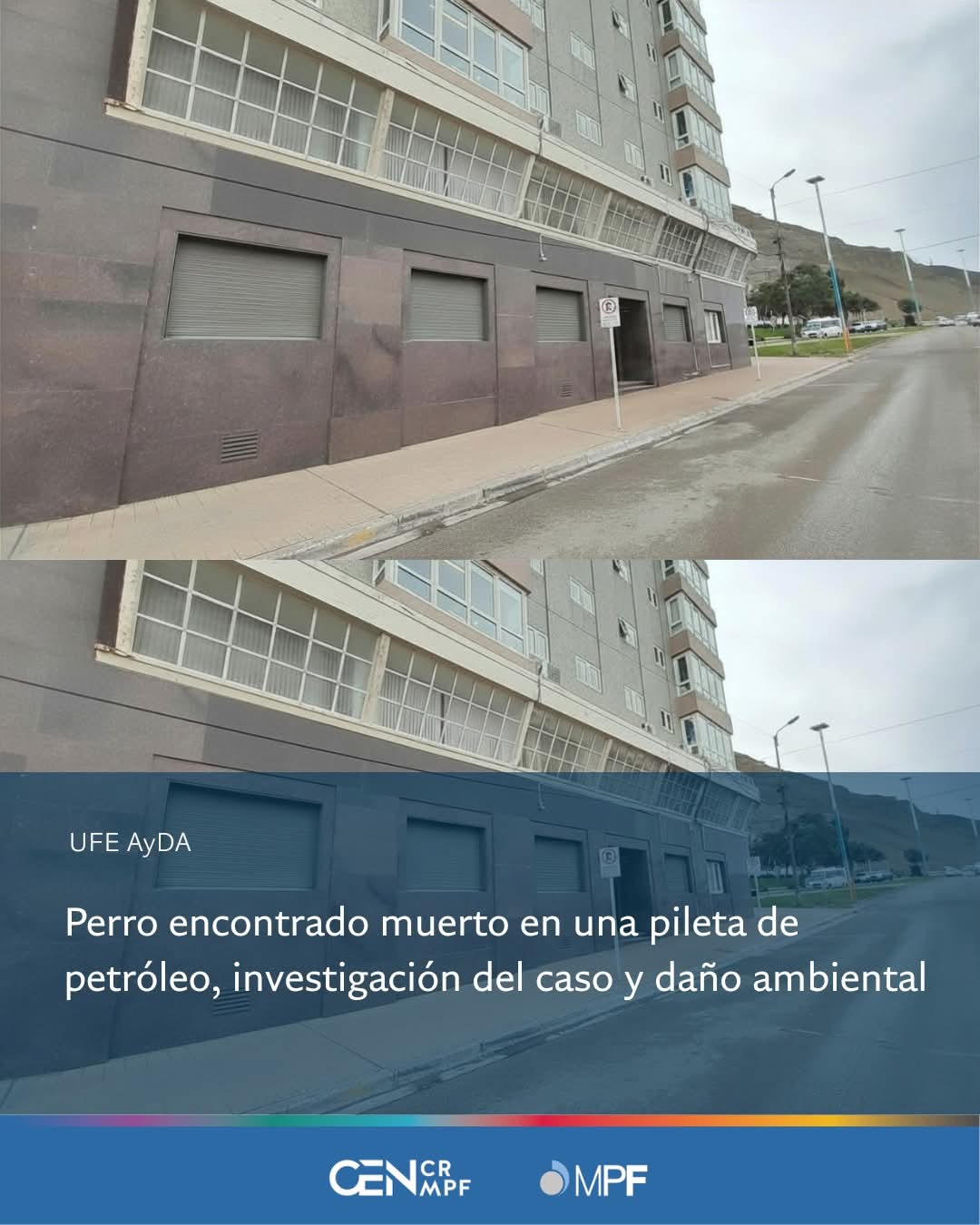 Investigan la muerte de un perro hallado en una pileta de petróleo en Comodoro Rivadavia