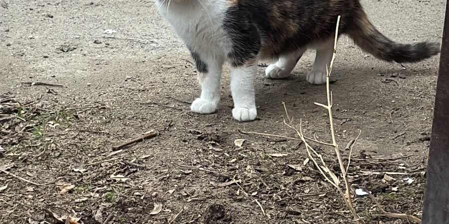 Buscan hogares de tránsito y adopción para 15 a 20 gatos que quedaron a la deriva en Kilómetro 3