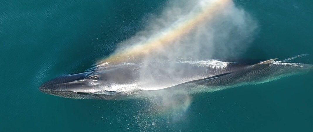 Un seguimiento satelital permite conocer por primera vez el recorrido migratorio completo de una ballena sei