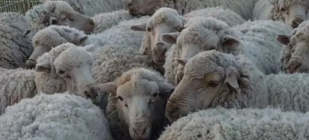 Productores de Chubut cuestionaron al Gobierno y reclamaron “gestión, decisiones políticas y resultados”