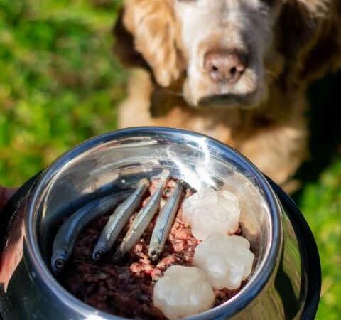 Rada Tilly aprobó nuevas reglas para habilitar emprendimientos de alimentos para perros y gatos