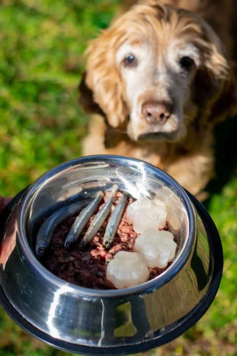 Rada Tilly aprobó nuevas reglas para habilitar emprendimientos de alimentos para perros y gatos