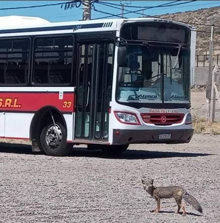 Fallas en el sistema SUBE generan inconvenientes para los pasajeros de Expreso Rada Tilly